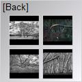 thumbnail for /winter_2009/trees