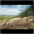 thumbnail for /2006-2007/landscapes/costal_tree.jpg