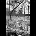 thumbnail for /2006-2007/landscapes/tree_wet_73_1.jpg