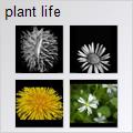 thumbnail for /2006-2007/plant%20life