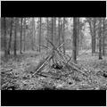 thumbnail for /2006-2007/trees%20and%20logs/branche_tent_84_5.jpg