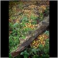 thumbnail for /2006-2007/trees%20and%20logs/crabapples_82_2b.jpg