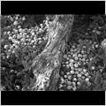thumbnail for /2006-2007/trees%20and%20logs/crabapples_82_3.jpg
