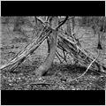 thumbnail for /2006-2007/trees%20and%20logs/tree_shelter_73_1.jpg