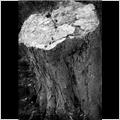 thumbnail for /2006-2007/trees%20and%20logs/tree_stump_67_2.jpg