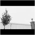 thumbnail for /2006-2007/urban%20trees/urban_tree_16.jpg