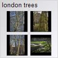 thumbnail for /2007/london%20trees