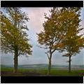 thumbnail for /2007/other%20stuff/small_evening_trees_126_3.jpg