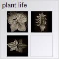 thumbnail for /2008/plant%20life