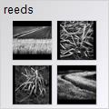 thumbnail for /2008/reeds