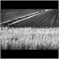 thumbnail for /2008/reeds/field_reeds_0140_1.jpg