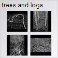 thumbnail for /2008/trees%20and%20logs