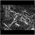 thumbnail for /2008/trees%20and%20logs/logs_0147_1.jpg