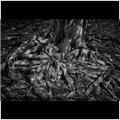 thumbnail for /2008/trees%20and%20logs/roots_0146_1.jpg