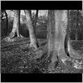 thumbnail for /2009/3_trees_0177_1.jpg