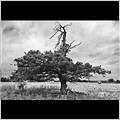 thumbnail for /2010/home%20counties/mad-bess-cow-tree-1.jpg