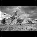 thumbnail for /2010/wiltshire/4-trees-bishopstone-strip-lynchets-188.jpg
