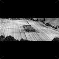 thumbnail for /2010/wiltshire/coombe-hill-field-square-copse-235-2.jpg