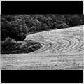 thumbnail for /2010/wiltshire/coombe-hill-wavy-field-close-235-1.jpg