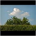 thumbnail for /2011/cloud-tree-hedge-246-2.jpg
