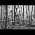 thumbnail for /2011/fallen-birch-fog-254-1.jpg