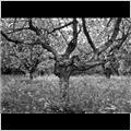 thumbnail for /2011/fruit-tree-1-247.jpg