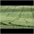 thumbnail for /june_2009/field-green-wheat-0197-1.jpg