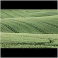thumbnail for /june_2009/field-green-wheat-0197-2.jpg