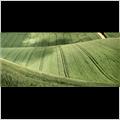 thumbnail for /june_2009/field-green-wheat-0197-3.jpg