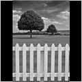 thumbnail for /june_2009/henley-fence-round-trees-0200-1.jpg