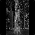 thumbnail for /june_2009/tree-ewelme-downs-0201-1.jpg