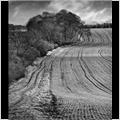 thumbnail for /winter_2009/land/nuffield-grims-ditch-bw-207-020.jpg