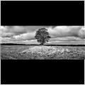 thumbnail for /winter_2009/land/tree-field-sky-m40-ridgeway-1-212.jpg