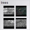thumbnail for /winter_2009/trees