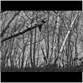 thumbnail for /winter_2009/trees/broken-tree-grims-ditch-207-004.jpg