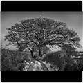 thumbnail for /winter_2009/trees/calleva-tree-moon-1-210-.jpg
