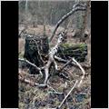thumbnail for /winter_2009/trees/fallen-logs-m40-ridgeway-1-212.jpg