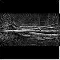 thumbnail for /winter_2009/trees/fallen-logs6-205.jpg