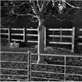 thumbnail for /winter_2009/trees/fences-tree-chalfont-st-giles-2-218.jpg
