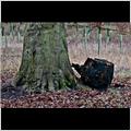 thumbnail for /winter_2009/trees/stump-trunck-m40-ridgeway-1-212.jpg