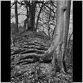 thumbnail for /winter_2009/trees/trunck-roots-grims-ditch-2-207-1.jpg