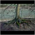 thumbnail for /winter_2009/trees/trunck-roots-grims-ditch-207-1.jpg