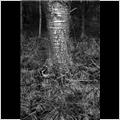 thumbnail for /winter_2012/tree-bark-grass-257.jpg