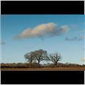 thumbnail for /winter_2012/tree-matching-sky1.jpg