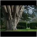 thumbnail for /xmas%20day%202011/big-tree-odiham-castle-01.jpg