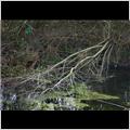 thumbnail for /xmas%20day%202011/branch-in-canal-odiham-castle-1.jpg